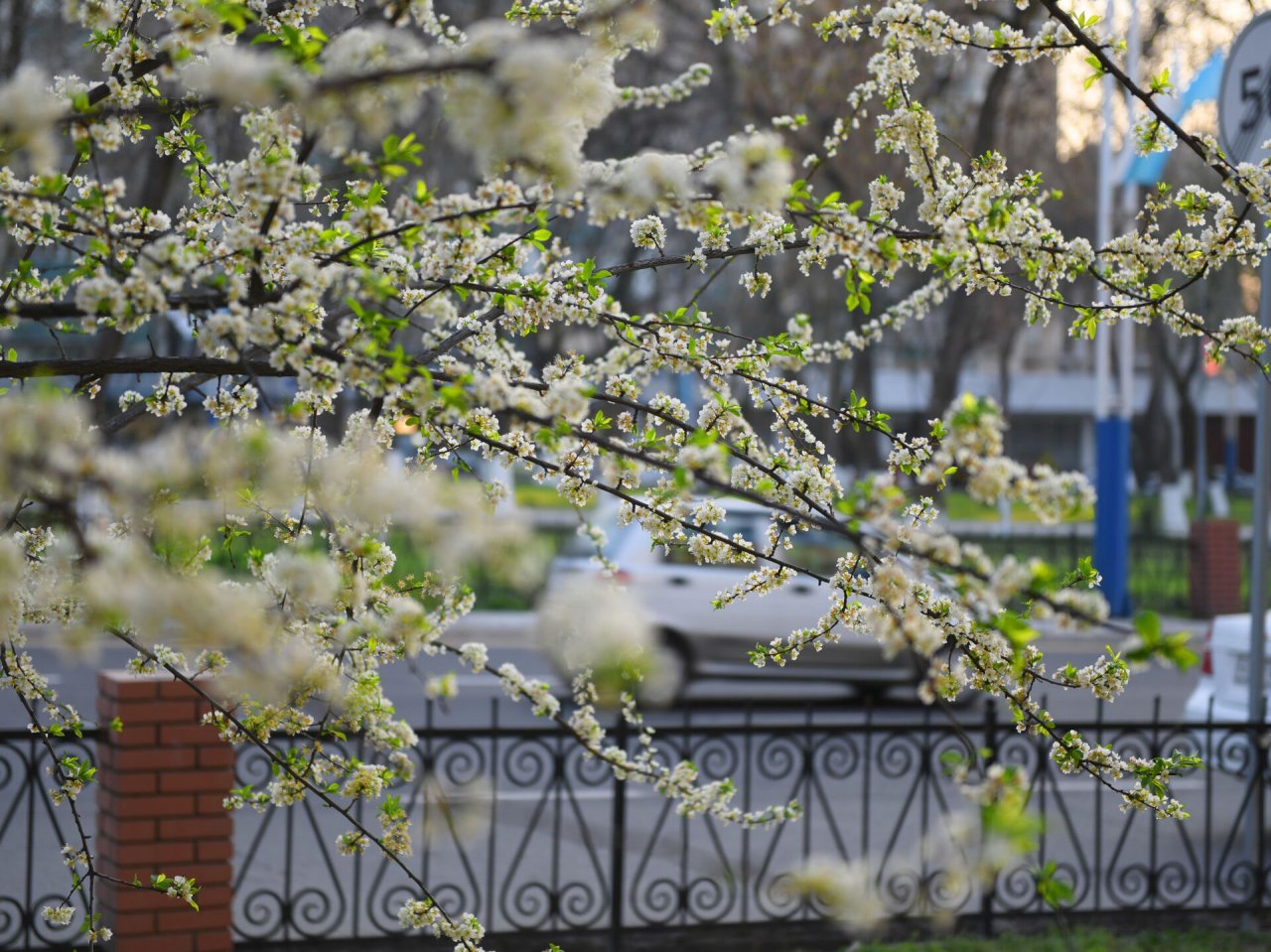 Опубликован прогноз погоды на первую половину недели в Узбекистане