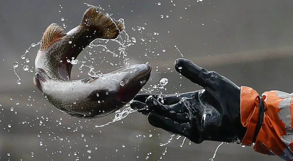 В Узбекистане вылов рыбы вырос на 34%