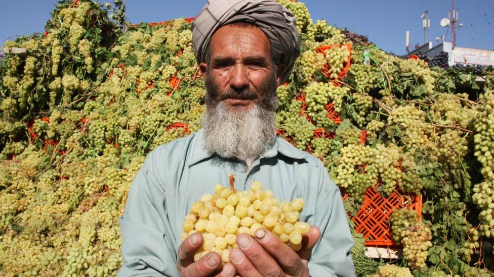 Афганистан планирует обеспечивать Узбекистан фруктами
