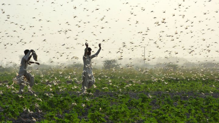Узбекистан атаковали полчища саранчи