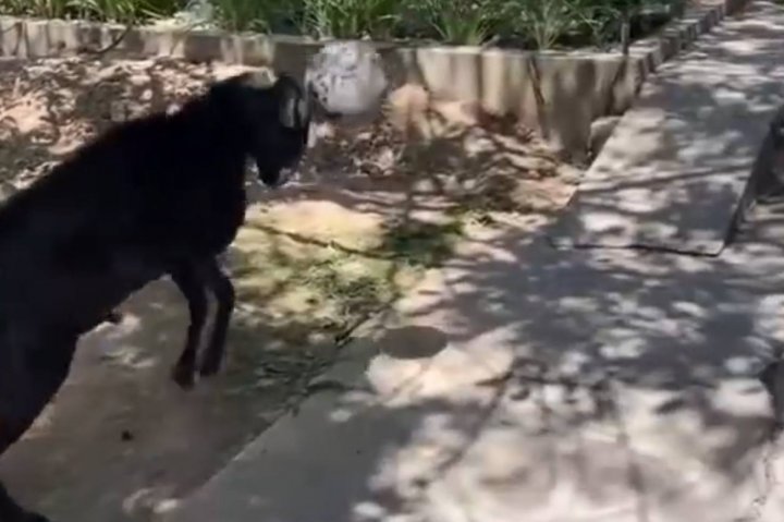 В Ташкенте заметили талантливого футболиста-барашка — видео