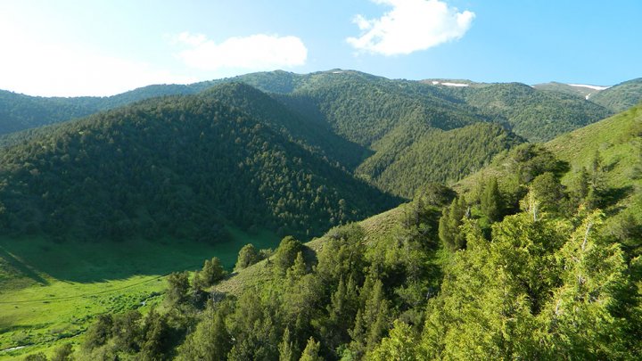 Узбекистан инвестирует $116,5 млн в восстановление лесного фонда