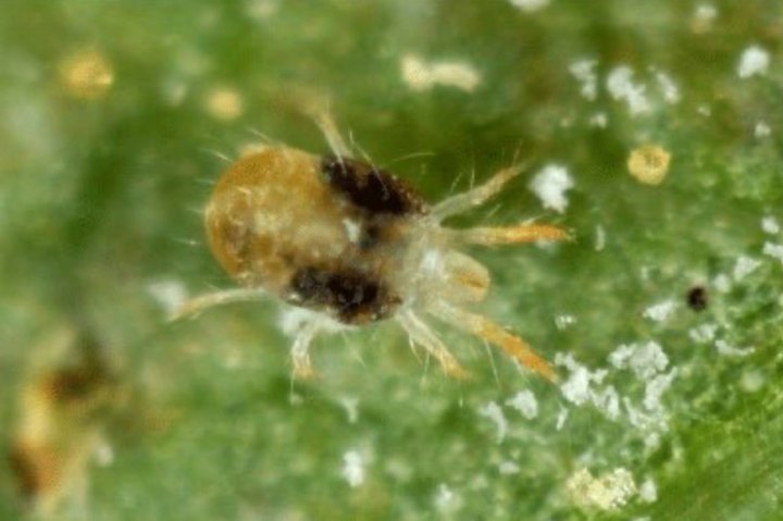 Белгородские клещи оказались в Узбекистане