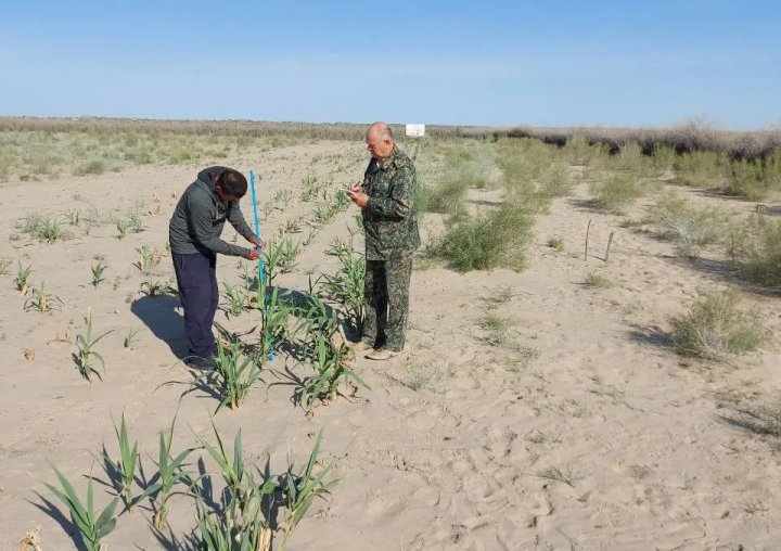 Высохшее дно Арала засаживается инвазивным растением