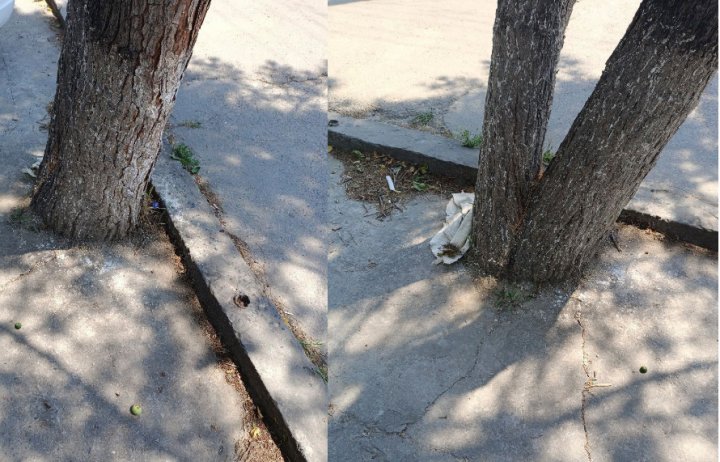 В Узбекистане активисты бьют тревогу из-за асфальтирования деревьев