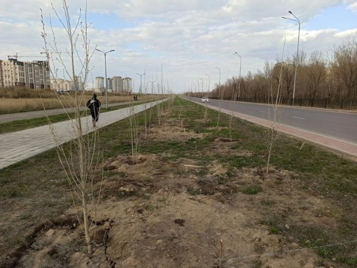 В Узбекистане без полива оставили 600 тысяч саженцев