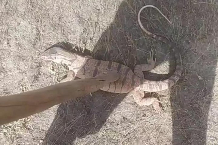 В Сурхандарье мужчина зверски убил беременную самку краснокнижного варана — видео