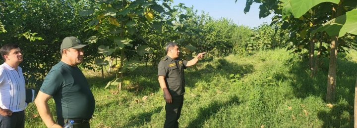 В Джизаке, при реализации проекта «Яшил макон», совершили хищение почти 500 млн сумов