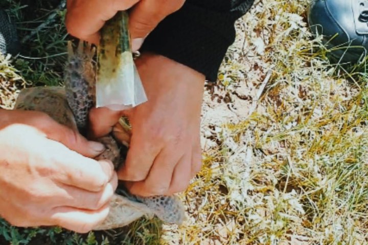 Блогер из Кашкадарьи запихал насвай в рот краснокнижной черепахе — видео