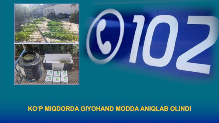 В Кашкадарье, в доме мужчины, выявили почти 5кг марихуаны и 40 кустов конопли