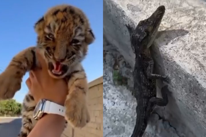 В Ташкенте парень «нашёл» тигрёнка на улице — видео