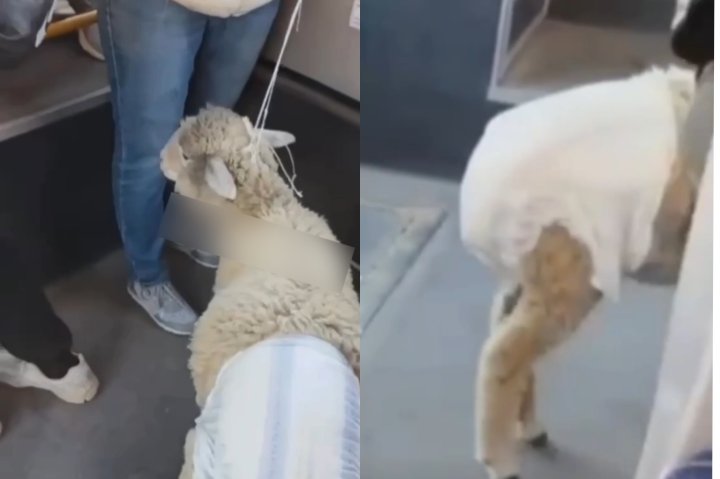 Пассажиром одного из автобусов в Ташкенте оказался баран — видео