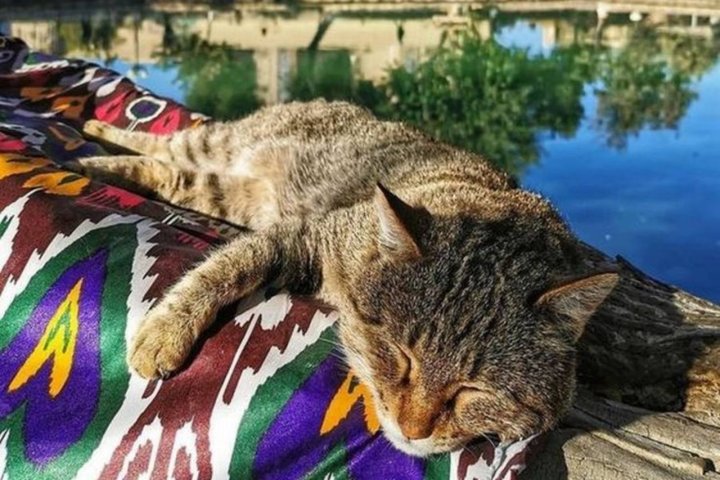 8 необычных особенностей Узбекистана, которые бросаются в глаза приезжим