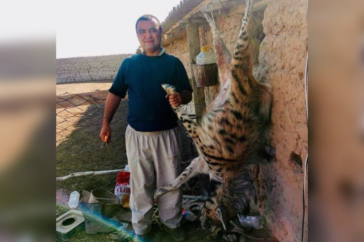 Житель Сурхандарьи убил редкую краснокнижную гиену