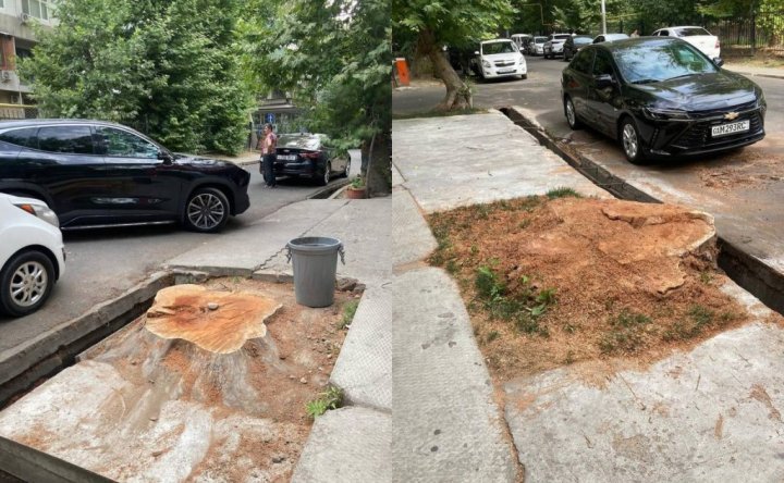 В Ташкенте спилили многолетние чинары