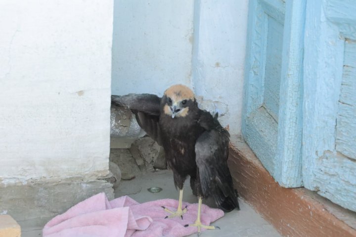 В дом жителя Бухары залетел ястреб