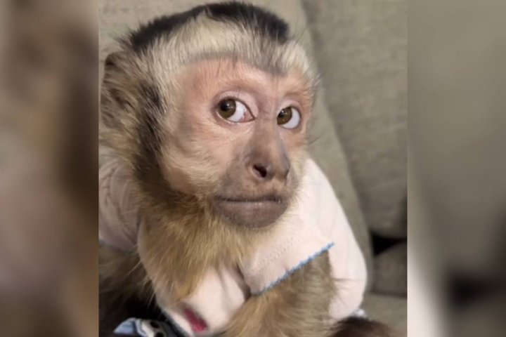 СЭС: У узбекистанцев есть коллективный иммунитет к обезьяньей оспе