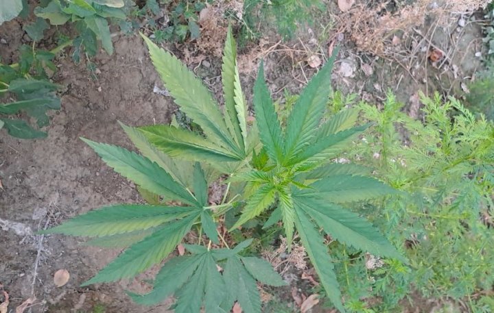 В Джизаке пенсионер выращивал каннабис