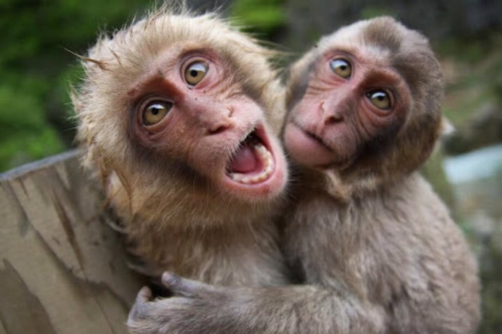 Представитель СЭС РУз заявил, что обезьянья оспа передаётся через нетрадиционный половой контакт — видео