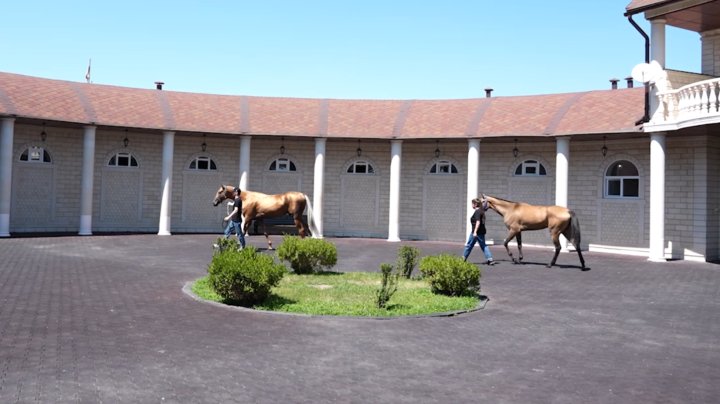 Рамзан Кадыров подарил Шавкату Мирзиёеву двух породистых лошадей