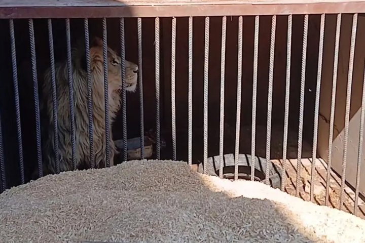 В Ургенче мужчина незаконно содержал дома льва