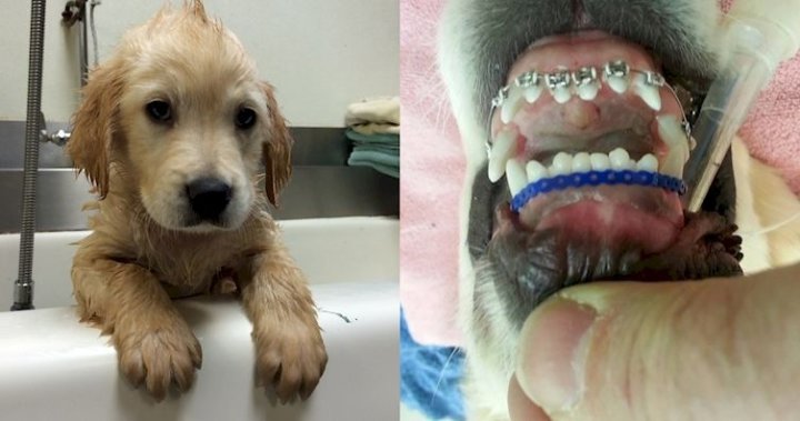 В России начали устанавливать брекеты собакам