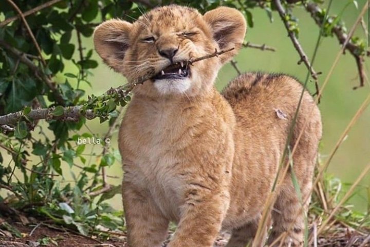 Узбекистанцам запретят держать дома диких животных