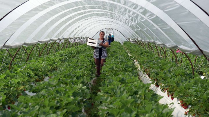 Правительство Узбекистана утвердило новые меры поддержки для тепличных хозяйств
