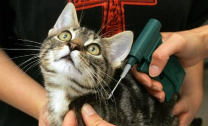 В Узбекистане передумали чипировать ослов, кошек и собак