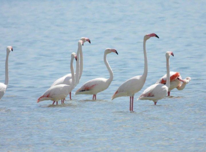На озере Сарыкамыш в Каракалпакстане гнездятся фламинго