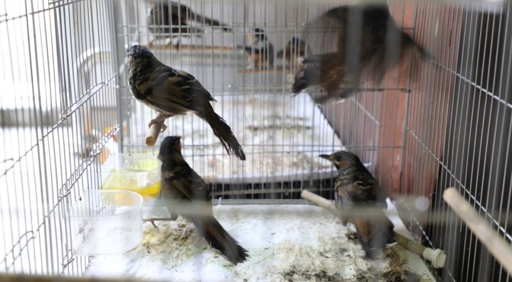 В Ташкентском аэропорту предотвратили незаконный ввоз 12 редких птиц — видео