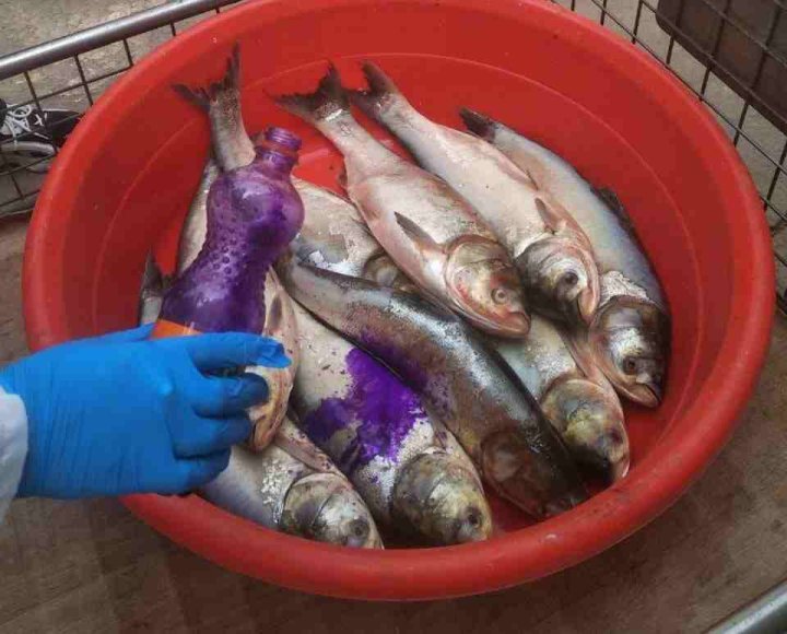 На рынке в Мирзо-Улугбекском районе продавали некачественную рыбу