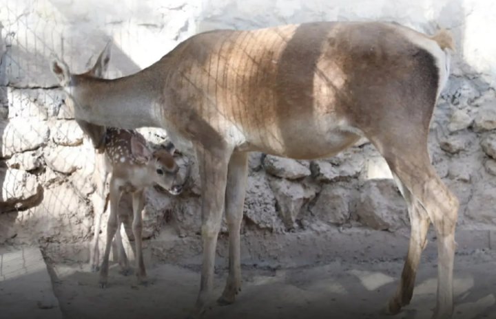 В зоопарке Термеза родился бухарский оленёнок