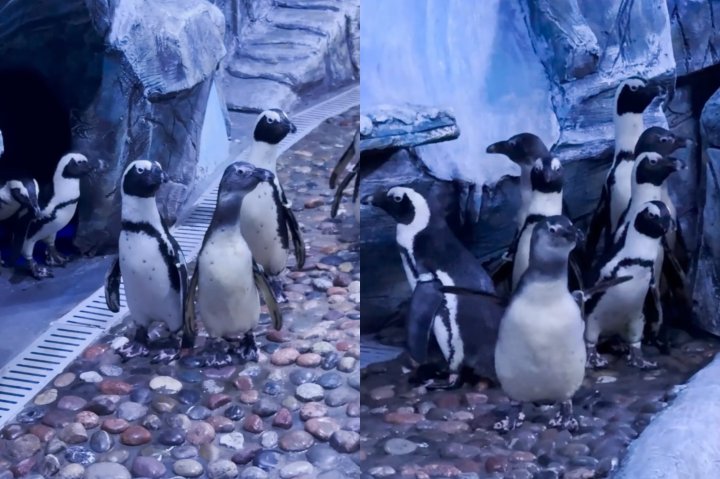 В Узбекистане появились пингвины — видео