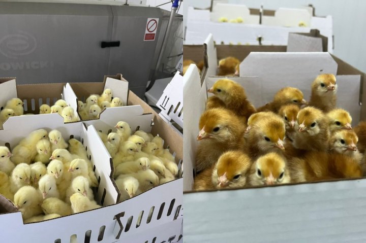 Из России в Узбекистан отправили более 33 тысяч цыплят