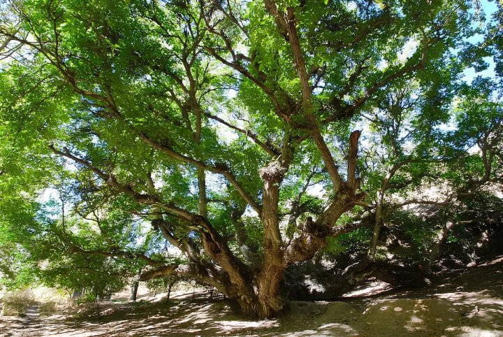 Уникальные деревья Узбекистана включены в международный список Monumental Trees