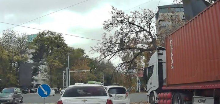 В Ташкенте контейнеровоз снёс дерево - видео