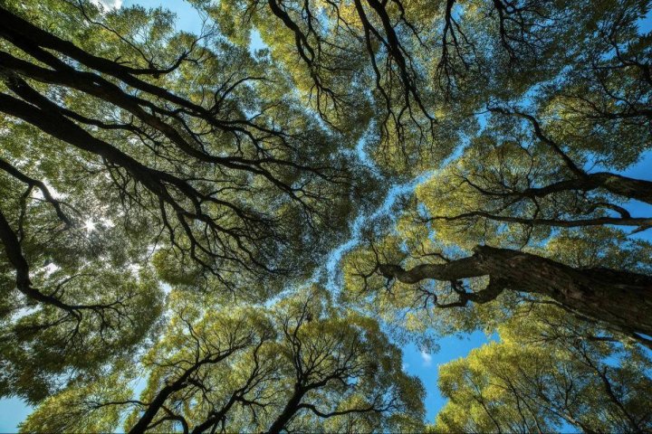 Более трети видов деревьев находятся на грани исчезновения