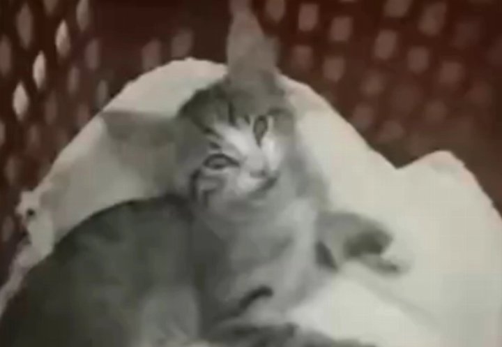 Учительница в Ташкенте оштрафована за убийство котёнка