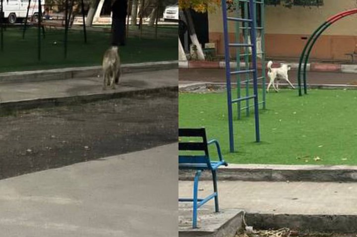 Бродячие собаки нарушили спокойствие жителей Ташкента — видео