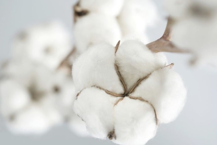 Стало известно, сколько заплатят за собранный вручную хлопок в этом году в Узбекистане