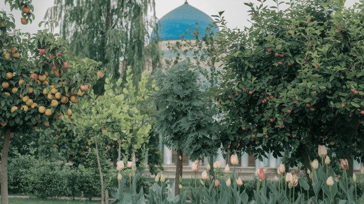 Узбекистан направит рекордные средства на озеленение в 2025 году