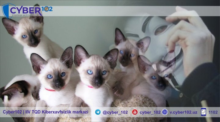 Жительница Навоийской области занималась мошенничеством с продажей породистых котят