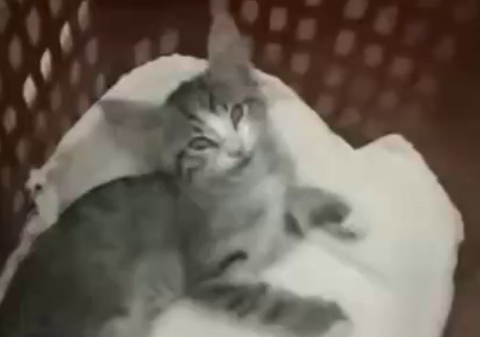 В Ташкенте учитель на глазах у детей выбросила котёнка из окна — видео