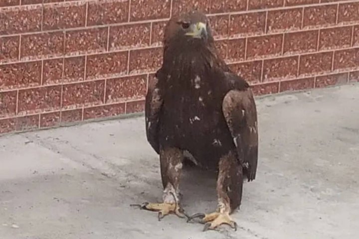 Житель Самарканда спас краснокнижного степного орла