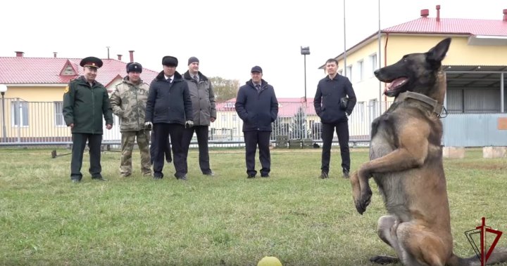 Кинологи Росгвардии поделились опытом с коллегами из Нацгвардии Узбекистана — видео