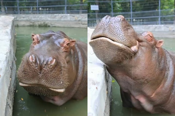 В Ташкентском зоопарке рассказали, что любит лопать бегемотик Аврал — видео