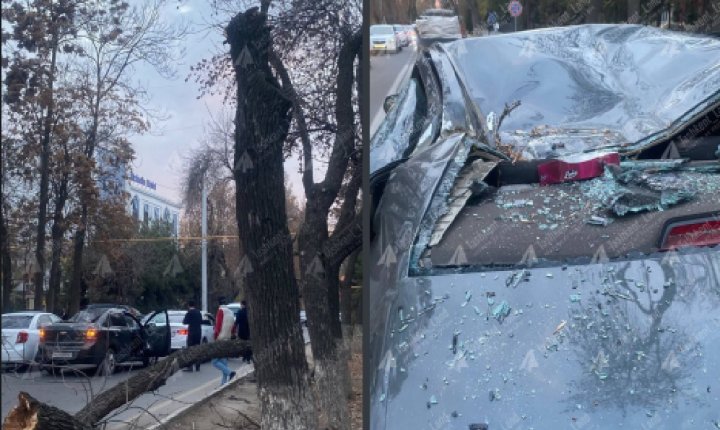 В Ташкенте дерево упало на автомобиль «Cobalt»