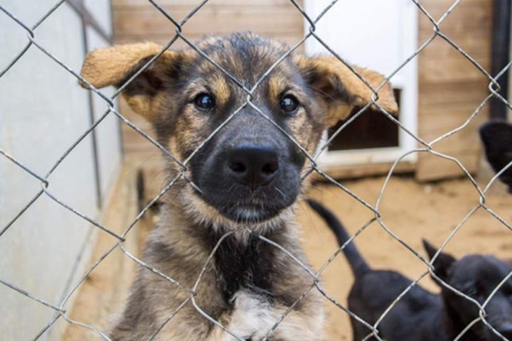 ГУВД Ташкентской области опровергло информацию об отстреле собак в Чирчике