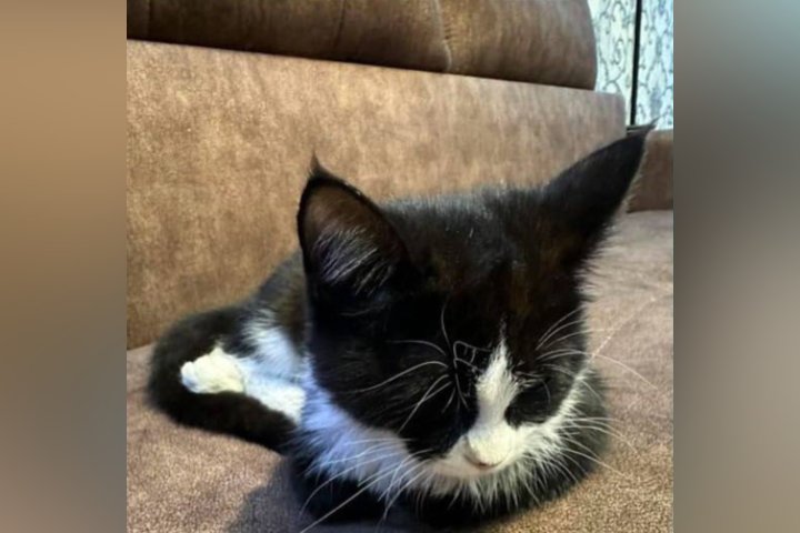 В Ташкенте сотрудники МЧС спасли котёнка